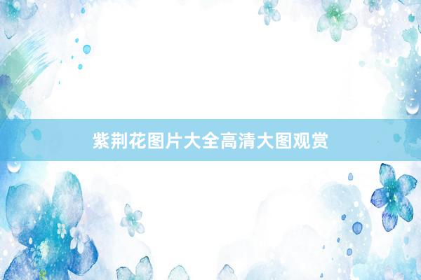 紫荆花图片大全高清大图观赏